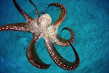 wild-octopus